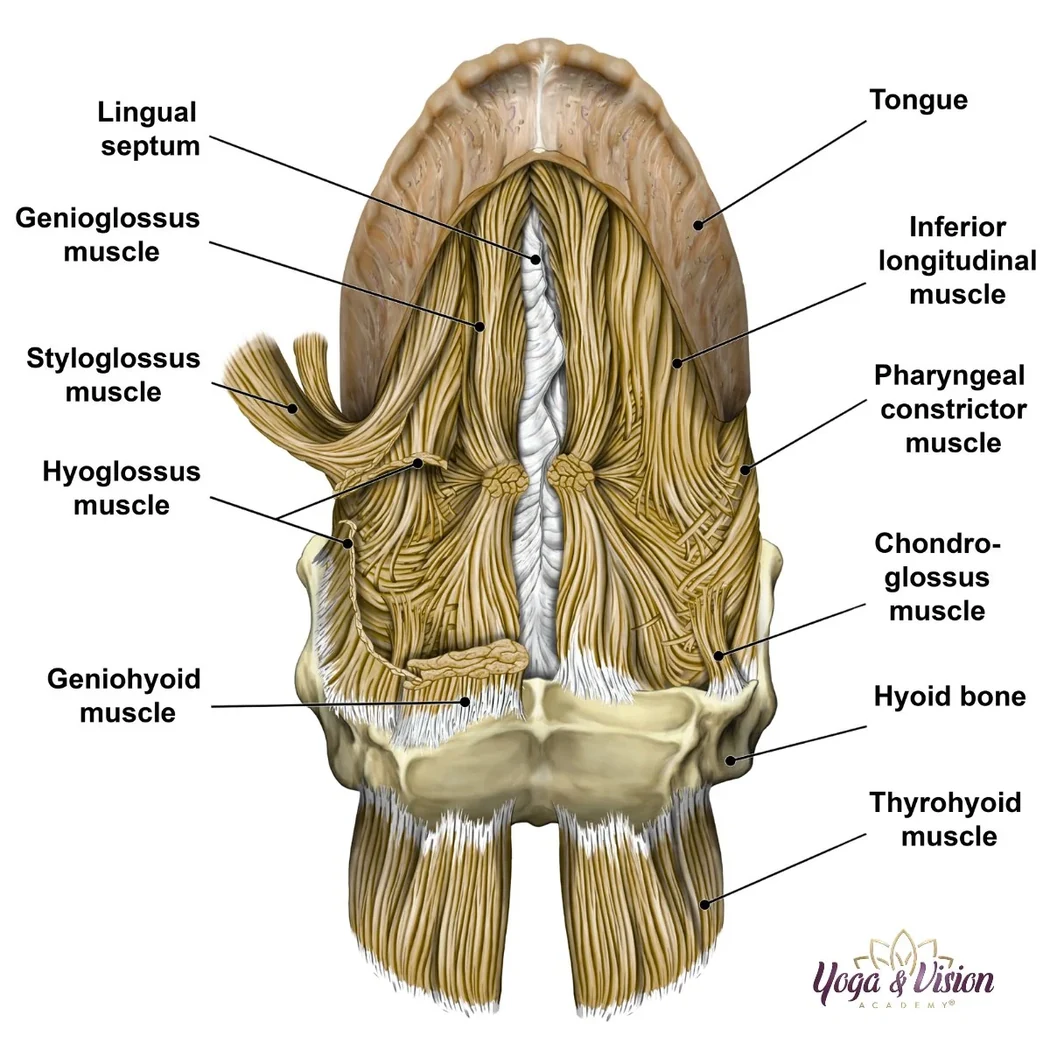 Anatomie jazyka podjazykove svaly genioglossus — Yoga & Vision Academy®