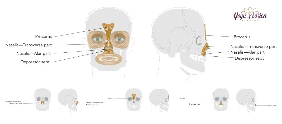 Anatomie svalu nosu procerus nasalis — Yoga & Vision Academy®