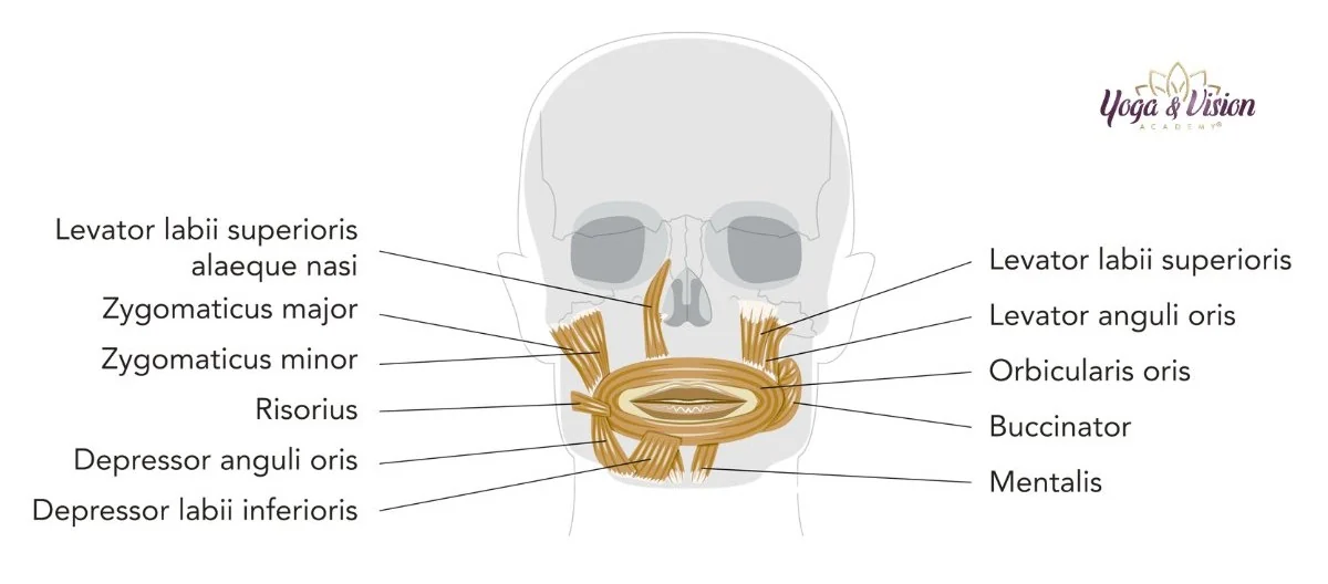 Anatomie svalu ust zygomaticus orbicularis oris — Yoga & Vision Academy®