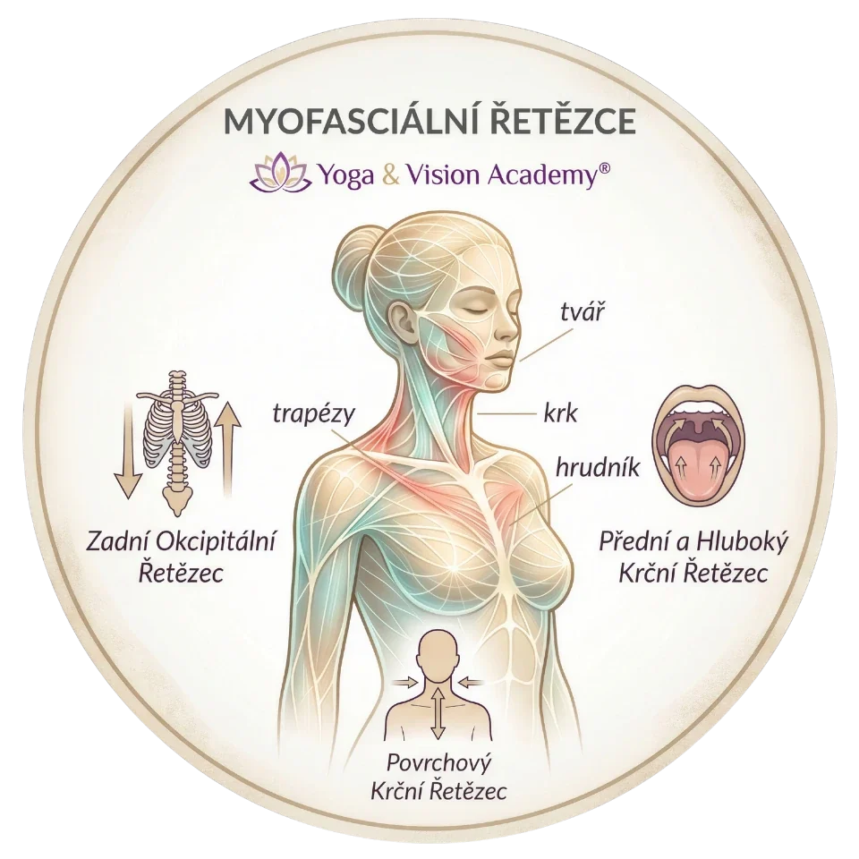 Myofascialni retezce propojeni tvare — Yoga & Vision Academy®