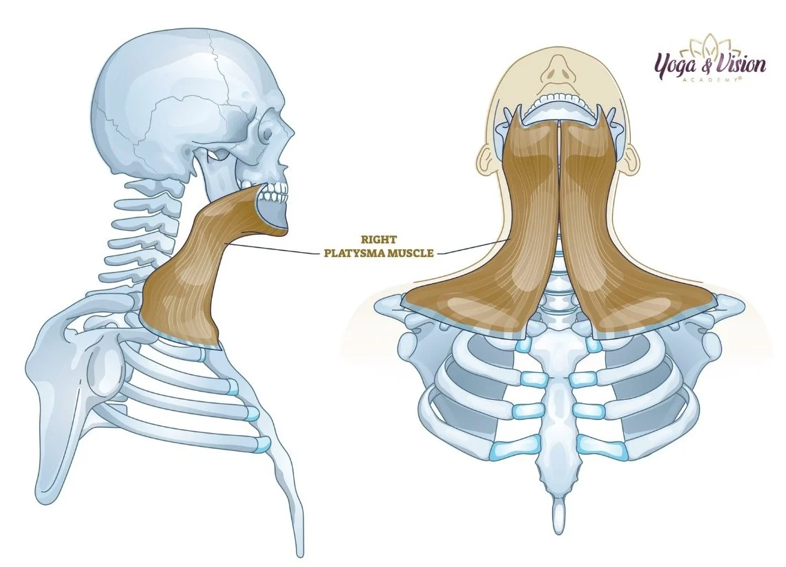 Povrchove svaly krku platysma anatomie — Yoga & Vision Academy®