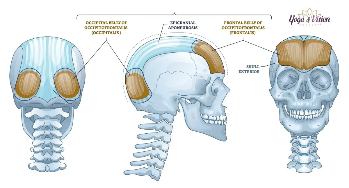 Svaly lebky frontalis occipitalis biomechanika krasy — Yoga & Vision Academy®