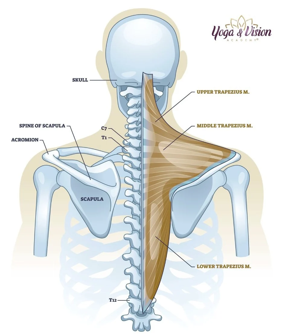 Zadni okcipitalni retezec trapezovy sval anatomie — Yoga & Vision Academy®