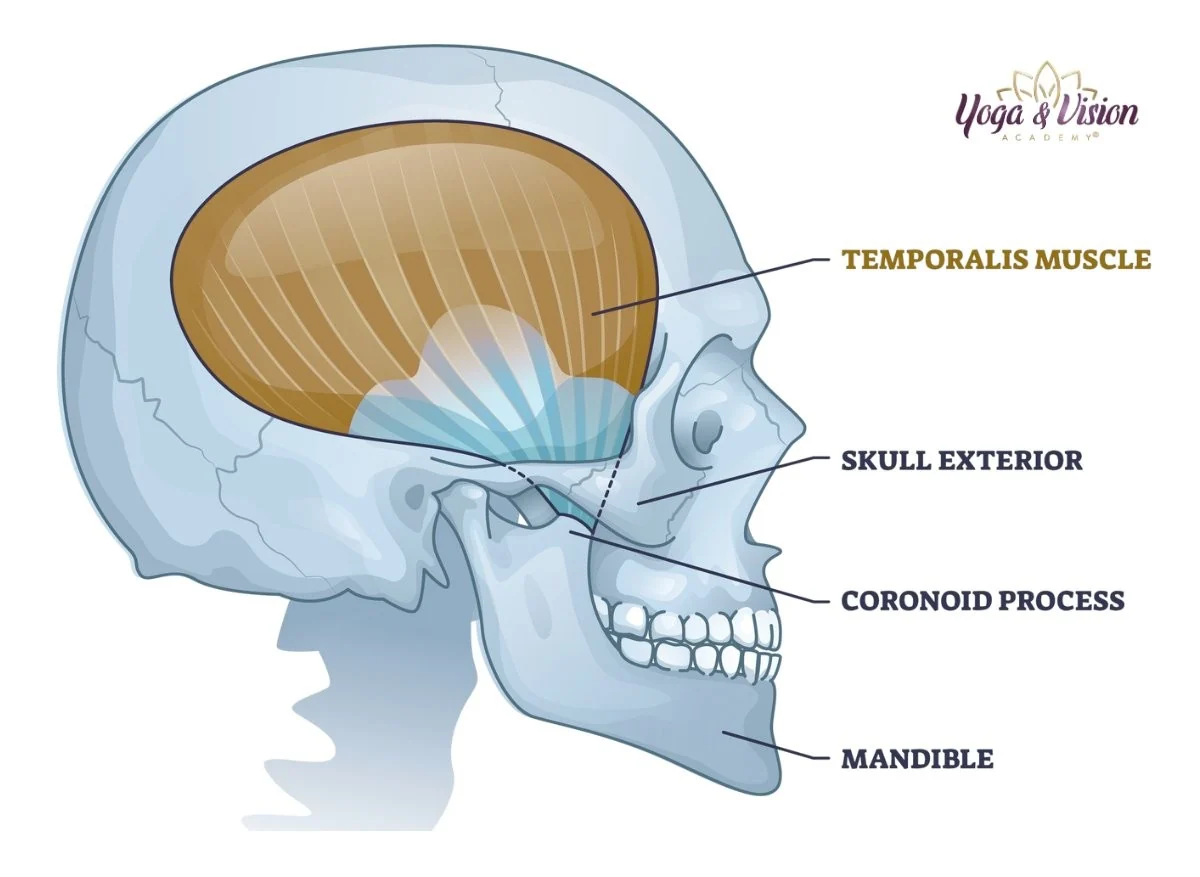 Zvykaci svaly anatomie temporalis — Yoga & Vision Academy®
