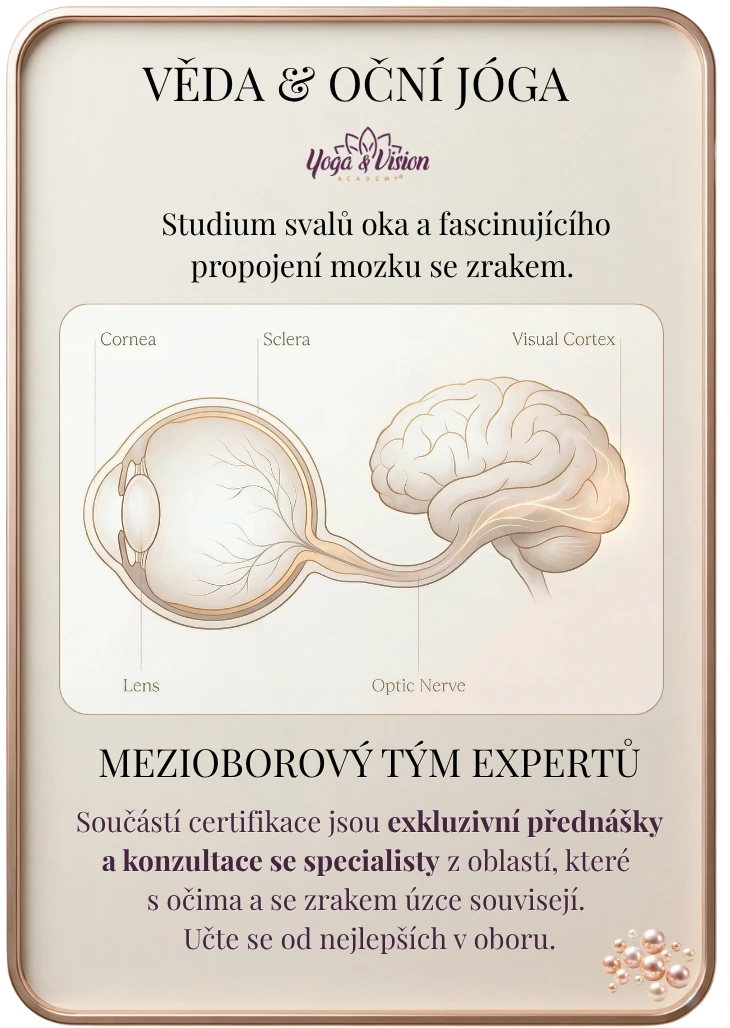 Anatomické propojení oka a&nbsp;mozku — vědecký základ oční jógy